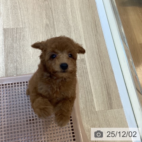 トイ・プードルの写真