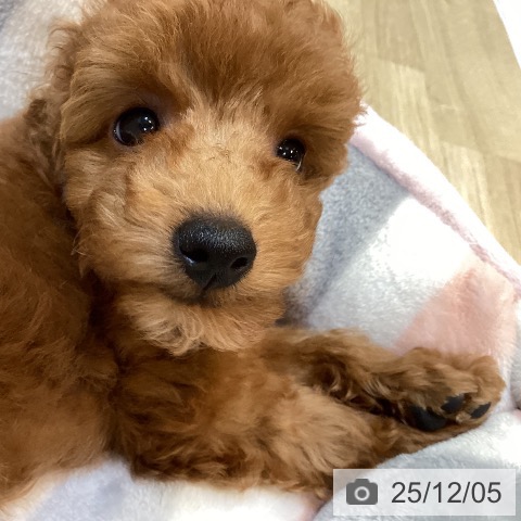 京都府のトイプードル(トイ) (ペットプラス イオンモールKYOTO店/2025年9月28日生まれ/女の子/レッド)の子犬の4枚目の画像