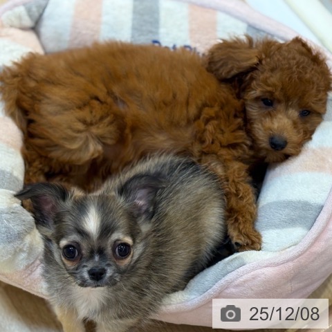 京都府のトイプードル(トイ) (ペットプラス イオンモールKYOTO店/2025年9月28日生まれ/女の子/レッド)の子犬の4枚目の画像