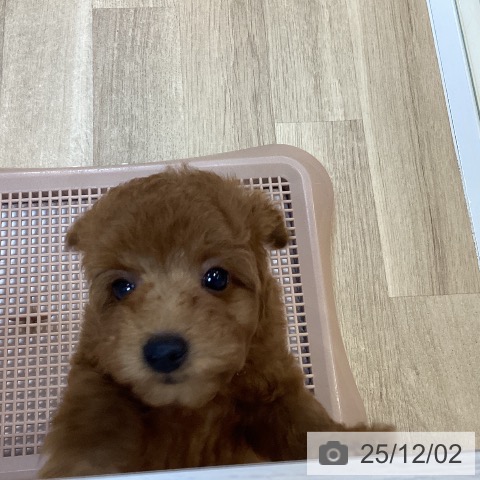 トイ・プードルの写真