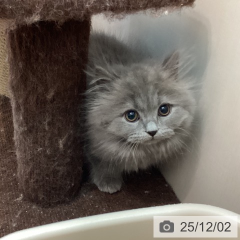 ブリティッシュロングヘアの写真