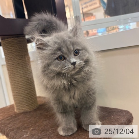 ブリティッシュロングヘアの写真