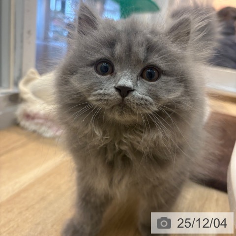 ブリティッシュロングヘアの写真