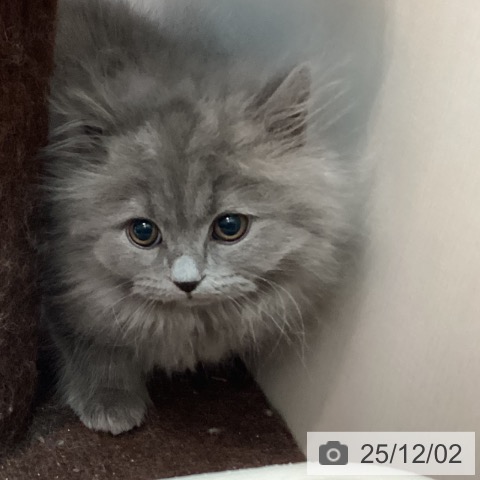 ブリティッシュロングヘアの写真