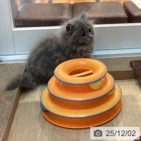 ブリティッシュロングヘアの写真