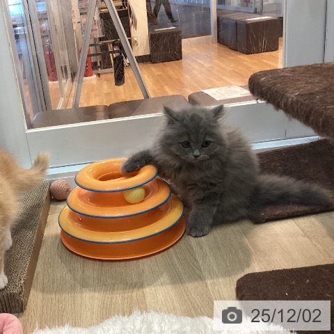 ブリティッシュロングヘアの写真