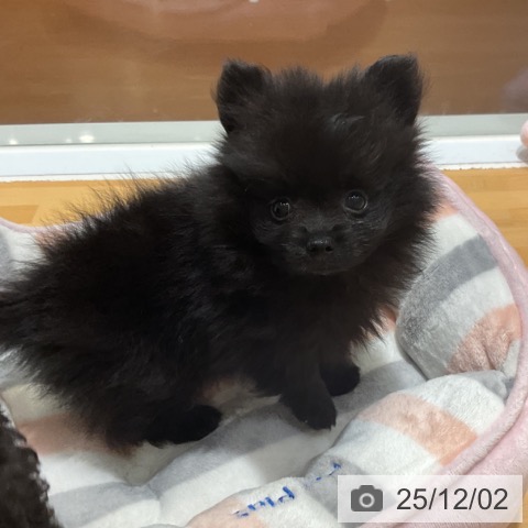 ポメラニアンの写真