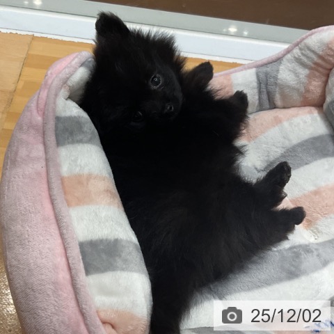 ポメラニアンの写真