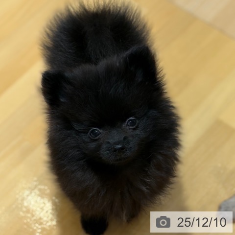 奈良県のポメラニアン (ペットプラス 大和郡山店/2025年9月27日生まれ/女の子/ブラック)の子犬の3枚目の画像