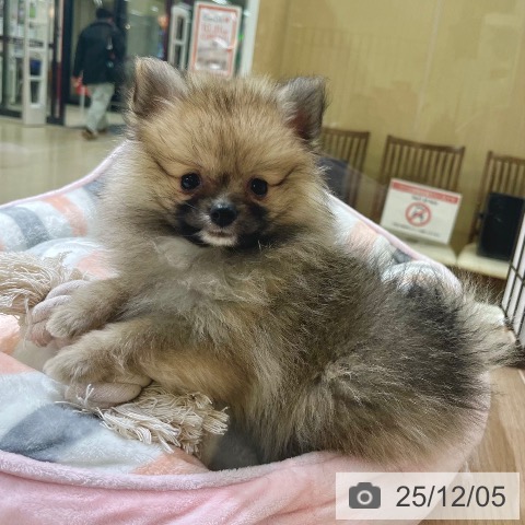ポメラニアンの写真