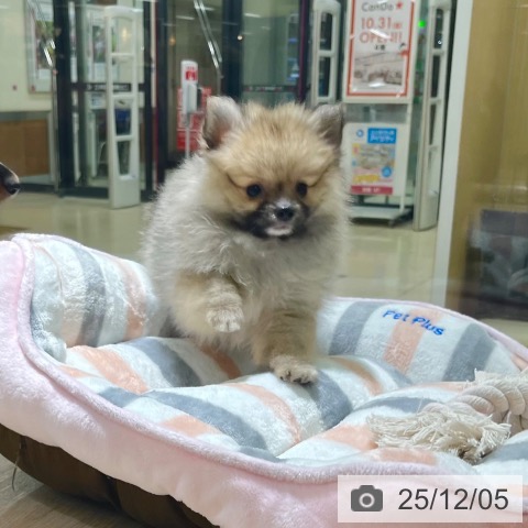 ポメラニアンの写真