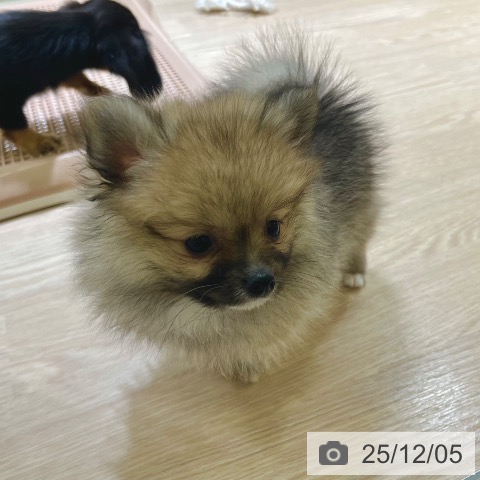 ポメラニアンの写真