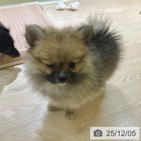 ポメラニアンの写真