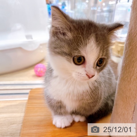 マンチカンの写真