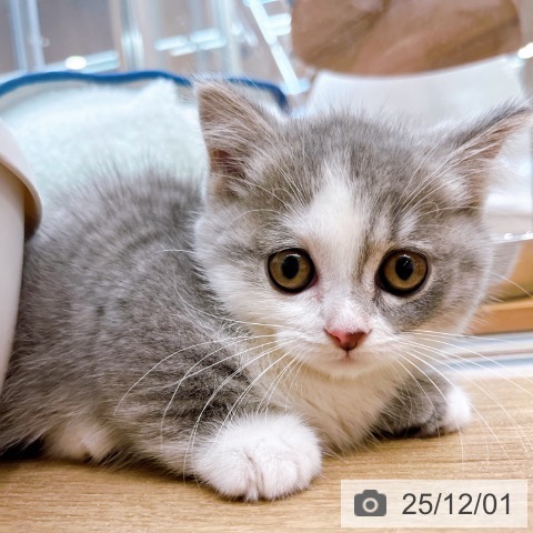 マンチカンの写真