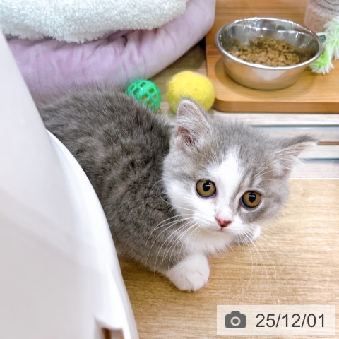 マンチカンの写真