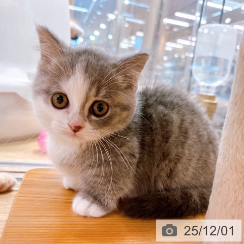 マンチカンの写真