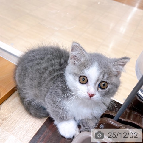 マンチカンの写真