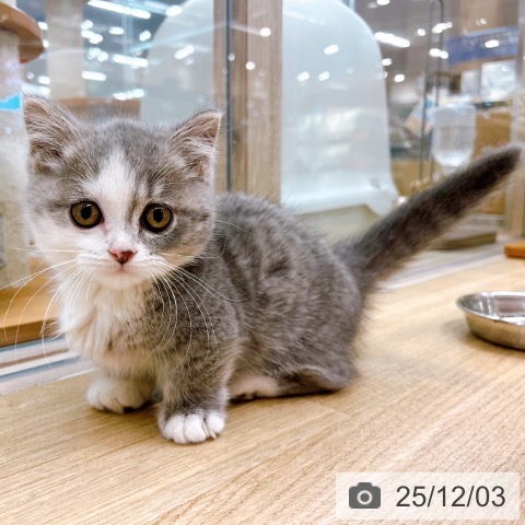 大阪府のマンチカン (ペットプラス イオン大日店/2025年9月27日生まれ/女の子/ブルータビーホワイト)の子猫の4枚目の画像