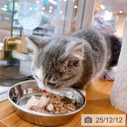 大阪府のマンチカン (ペットプラス イオン大日店/2025年9月27日生まれ/女の子/ブルータビーホワイト)の子猫の3枚目の画像