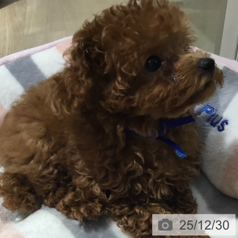 大阪府のトイプードル(トイ) (ペットプラス イオン大日店/2025年9月28日生まれ/男の子/レッド)の子犬の4枚目の画像