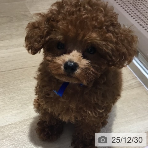 大阪府のトイプードル(トイ) (ペットプラス イオン大日店/2025年9月28日生まれ/男の子/レッド)の子犬の3枚目の画像