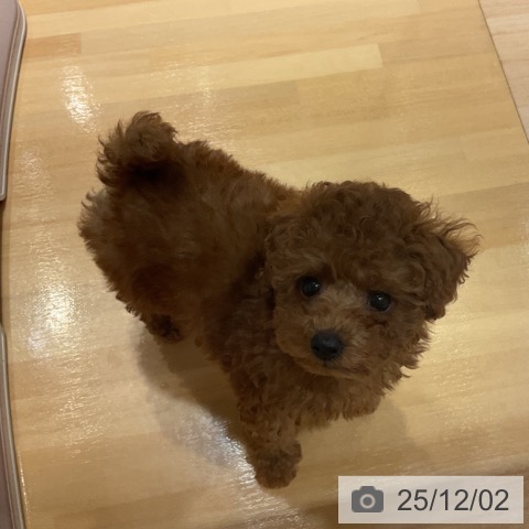 トイ・プードルの写真