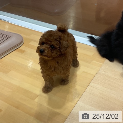 トイ・プードルの写真