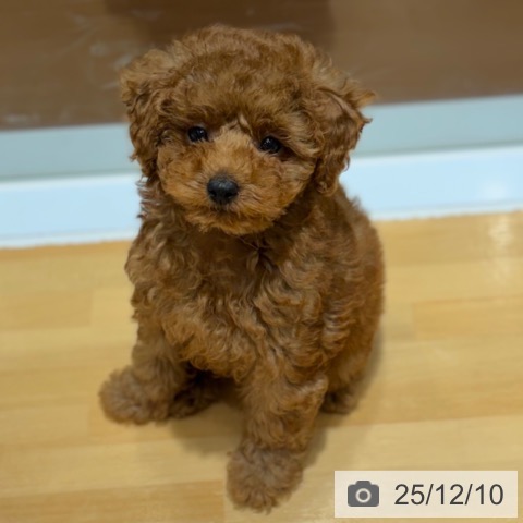 奈良県のトイプードル(トイ) (ペットプラス 大和郡山店/2025年9月27日生まれ/女の子/レッド)の子犬の3枚目の画像