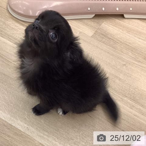 大阪府のチワワ(ロング) (ペットプラス りんくう泉南店/2025年9月27日生まれ/女の子/ブラック)の子犬の4枚目の画像