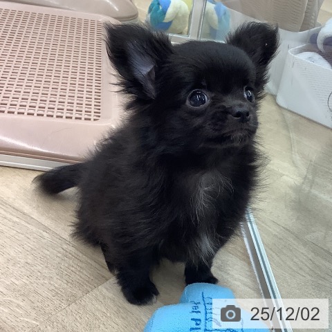大阪府のチワワ(ロング) (ペットプラス りんくう泉南店/2025年9月27日生まれ/女の子/ブラック)の子犬の3枚目の画像