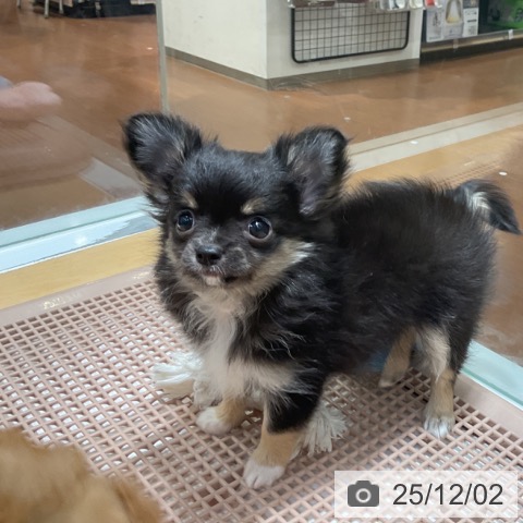 奈良県のチワワ(ロング) (ペットプラス 大和郡山店/2025年9月27日生まれ/女の子/ブラッククリーム)の子犬の4枚目の画像