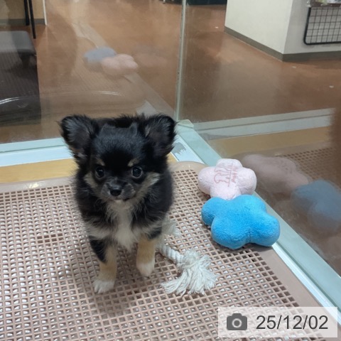 奈良県のチワワ(ロング) (ペットプラス 大和郡山店/2025年9月27日生まれ/女の子/ブラッククリーム)の子犬の3枚目の画像