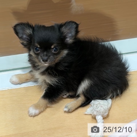 兵庫県のチワワ(ロング) (ペットプラス 姫路大津店/2025年9月27日生まれ/女の子/ブラッククリーム)の子犬の4枚目の画像