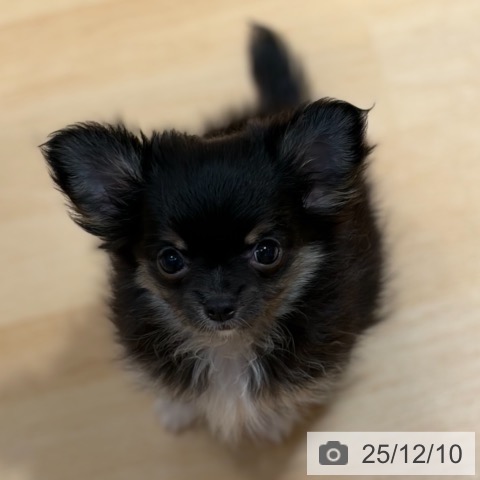 兵庫県のチワワ(ロング) (ペットプラス 姫路大津店/2025年9月27日生まれ/女の子/ブラッククリーム)の子犬の3枚目の画像