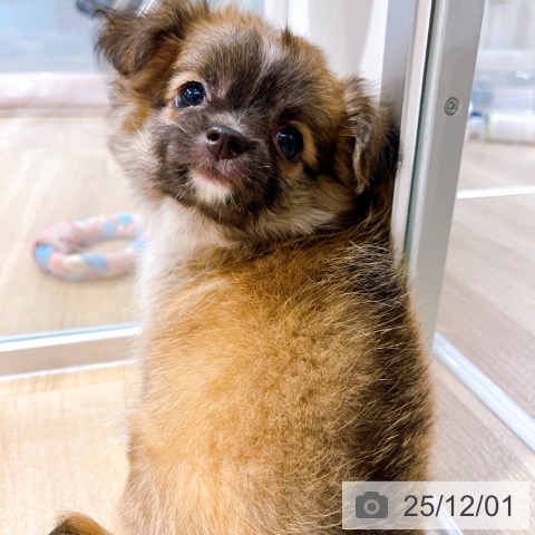 大阪府のチワワ(ロング) (ペットプラス イオン大日店/2025年9月27日生まれ/女の子/レッドホワイト)の子犬の4枚目の画像