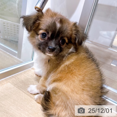 大阪府のチワワ(ロング) (ペットプラス イオン大日店/2025年9月27日生まれ/女の子/レッドホワイト)の子犬の3枚目の画像