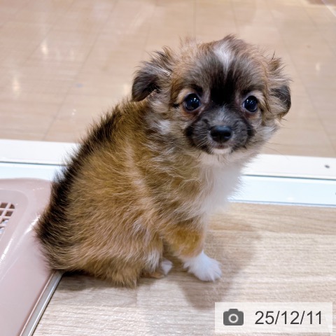 兵庫県のチワワ(ロング) (ペットプラス 明石店/2025年9月27日生まれ/女の子/レッドホワイト)の子犬の4枚目の画像