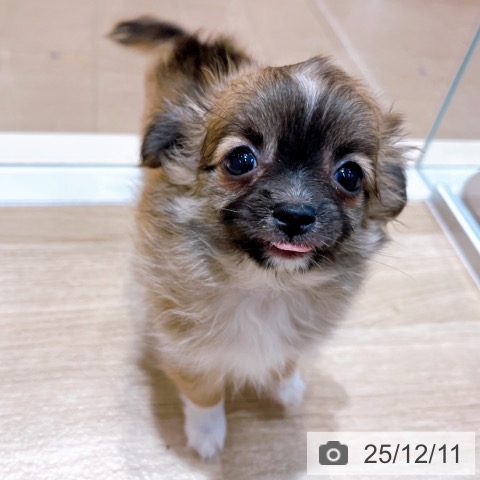 大阪府のチワワ(ロング) (ペットプラス イオン大日店/2025年9月27日生まれ/女の子/レッドホワイト)の子犬の4枚目の画像