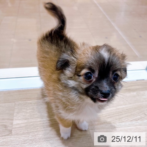 大阪府のチワワ(ロング) (ペットプラス イオン大日店/2025年9月27日生まれ/女の子/レッドホワイト)の子犬の3枚目の画像