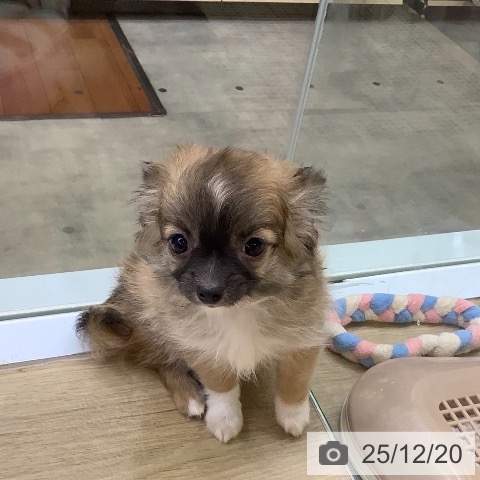 兵庫県のチワワ(ロング) (ペットプラス 明石店/2025年9月27日生まれ/女の子/レッドホワイト)の子犬の3枚目の画像