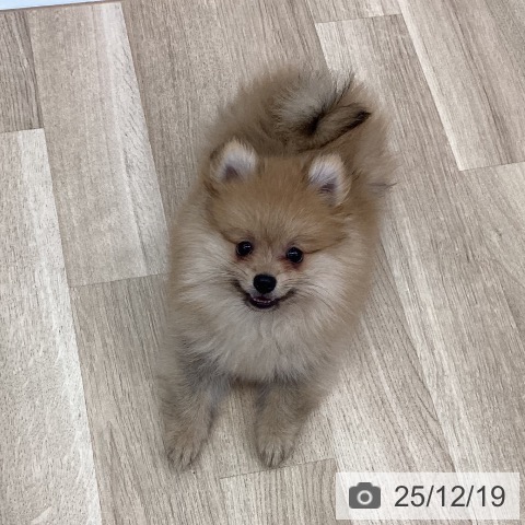 新潟県のポメラニアン (ペットプラス 新潟南店/2025年9月27日生まれ/男の子/オレンジ)の子犬の4枚目の画像
