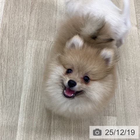 新潟県のポメラニアン (ペットプラス 新潟南店/2025年9月27日生まれ/男の子/オレンジ)の子犬の3枚目の画像