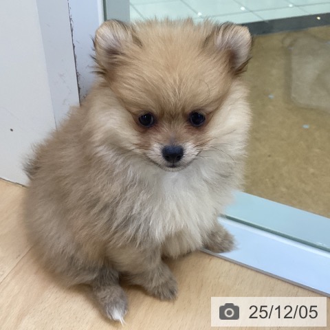 埼玉県のポメラニアン (ペットプラス 羽生店/2025年9月27日生まれ/女の子/オレンジ)の子犬の4枚目の画像