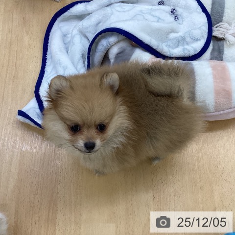 埼玉県のポメラニアン (ペットプラス 羽生店/2025年9月27日生まれ/女の子/オレンジ)の子犬の3枚目の画像