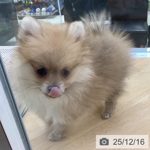 埼玉県のポメラニアン (ペットプラス 羽生店/2025年9月27日生まれ/女の子/オレンジ)の子犬の4枚目の画像