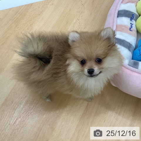 埼玉県のポメラニアン (ペットプラス 羽生店/2025年9月27日生まれ/女の子/オレンジ)の子犬の3枚目の画像