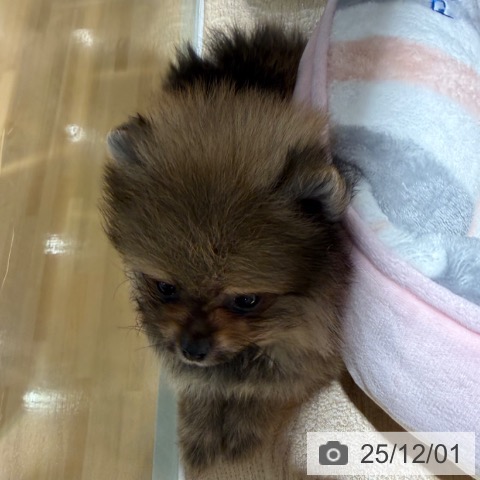 ポメラニアンの写真