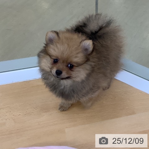 埼玉県のポメラニアン (ペットプラス 羽生店/2025年9月27日生まれ/女の子/オレンジセーブル)の子犬の4枚目の画像