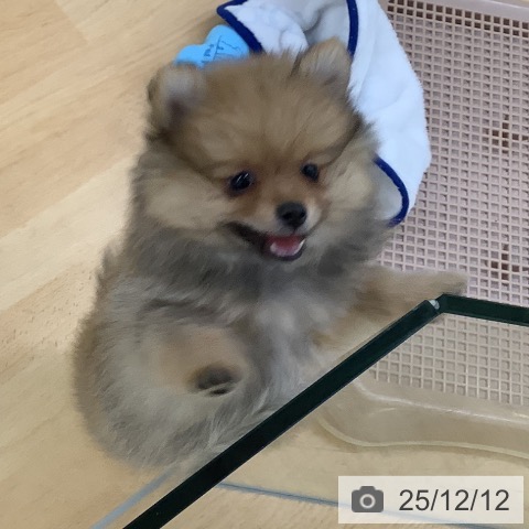 埼玉県のポメラニアン (ペットプラス 羽生店/2025年9月27日生まれ/女の子/オレンジセーブル)の子犬の3枚目の画像